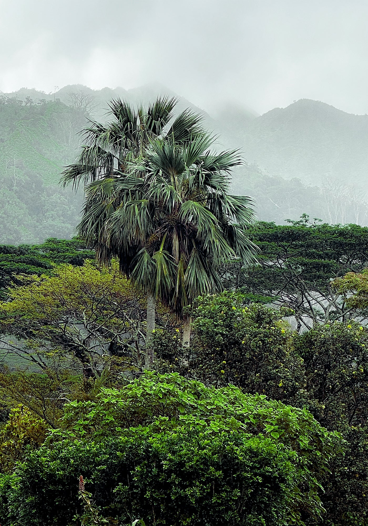 Loulou SplitImage Palms