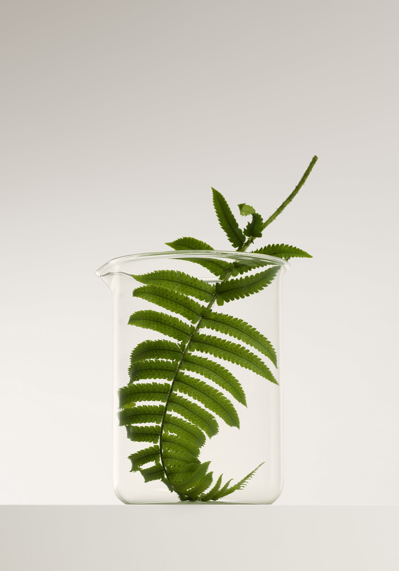 Loulu HomePageModul 2