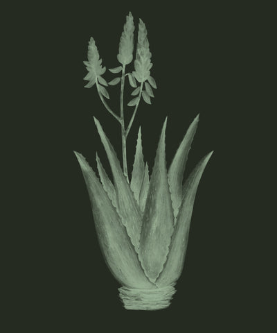 Aloe