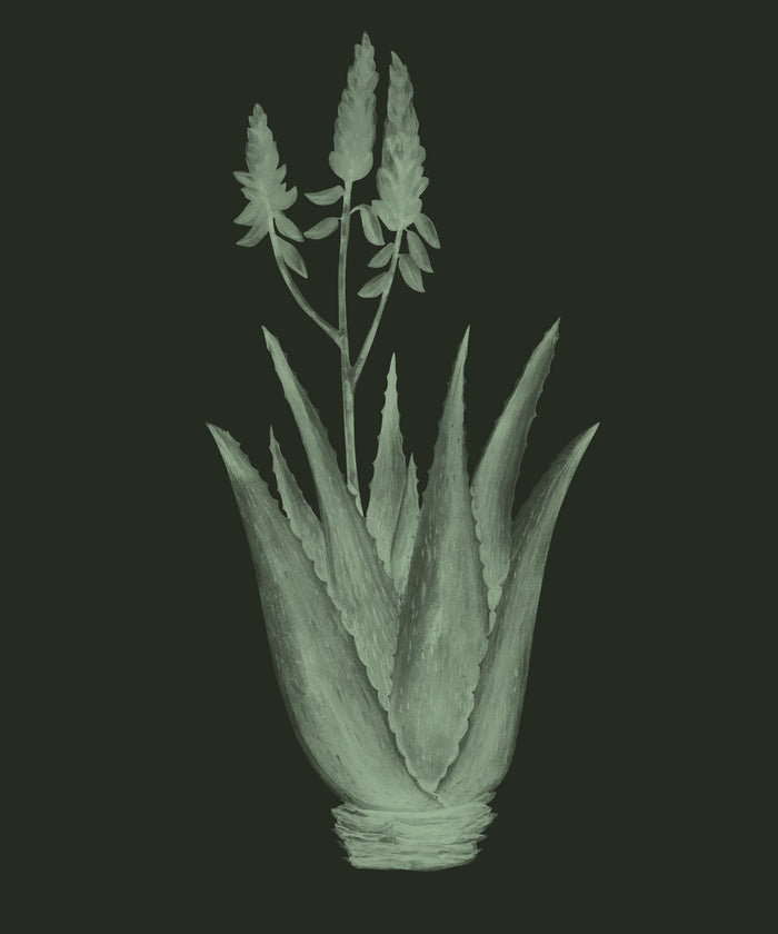 Aloe