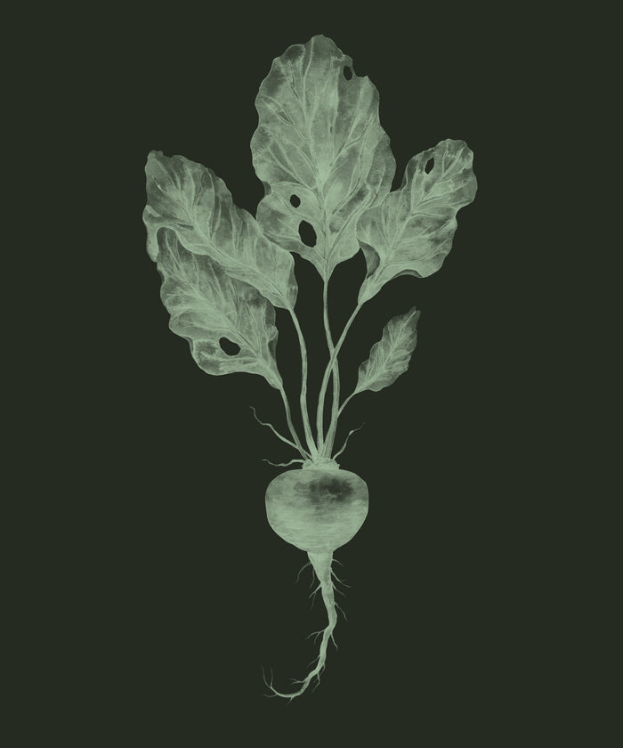 Beet Root
