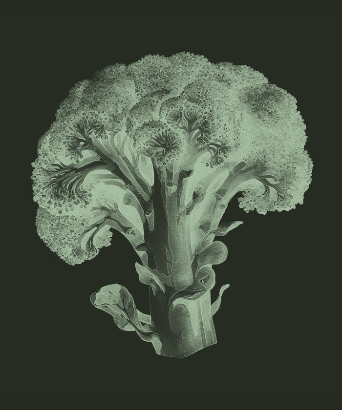 Broccoli Seed