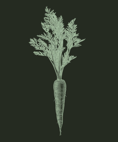 Carrot Root