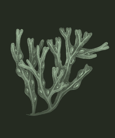 Chlorella