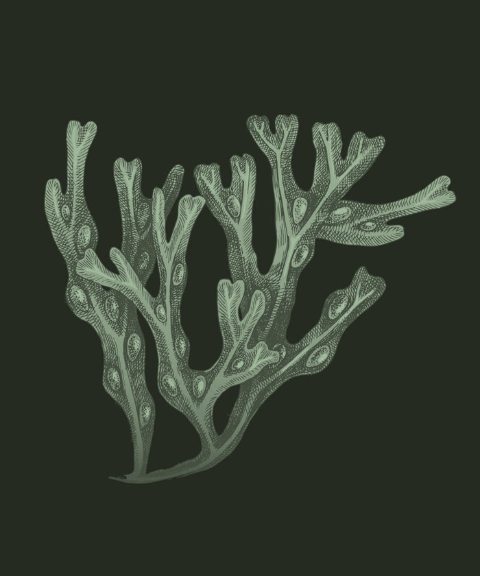 Chlorella