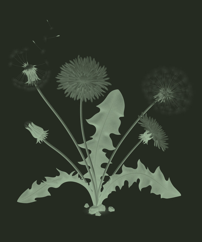 Dandelion Root