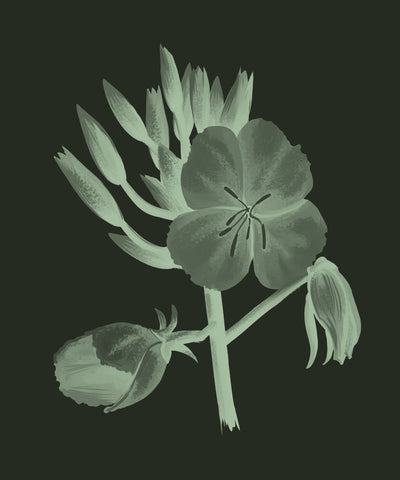Evening Primrose