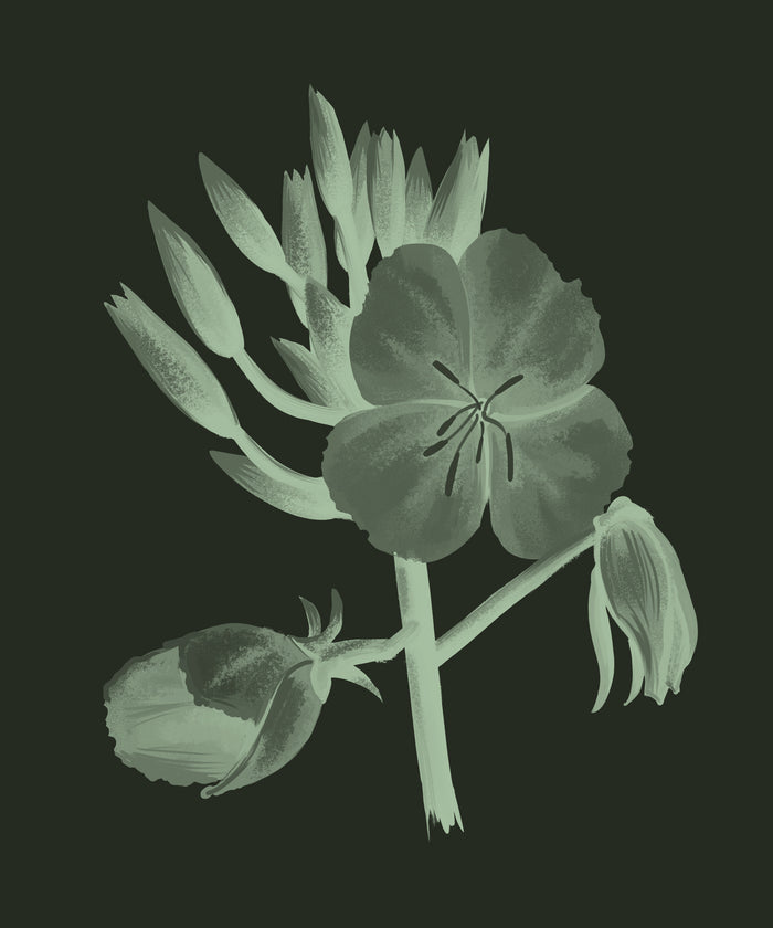 Evening Primrose