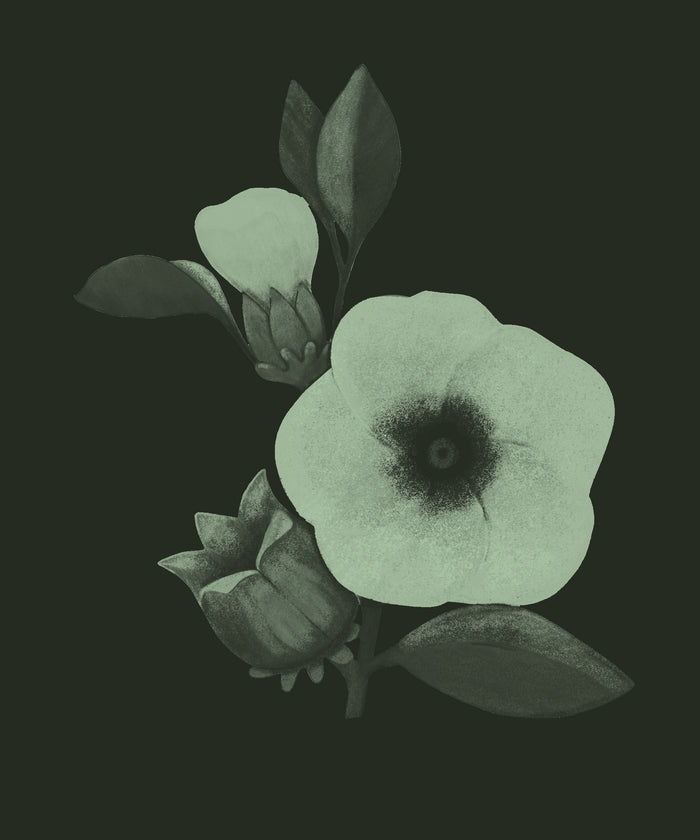 Hibiscus