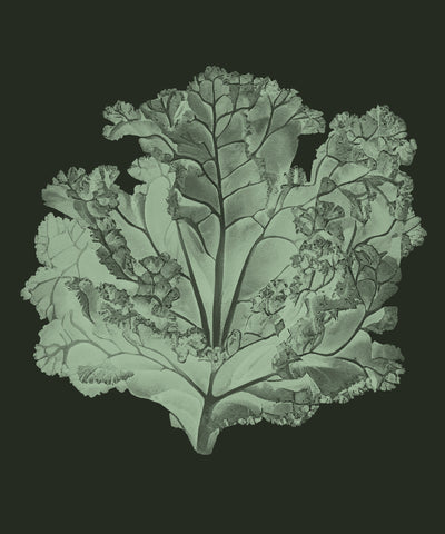 Kale