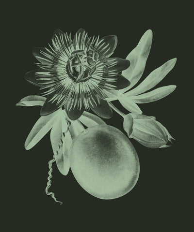 Passionfruit