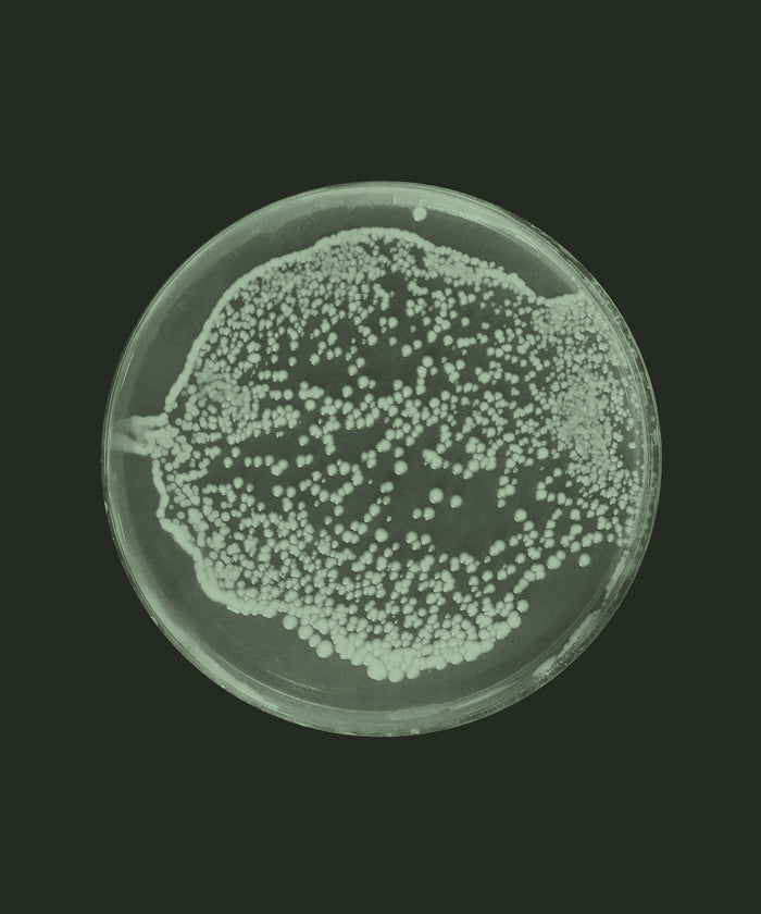 AM Probiotic Blend