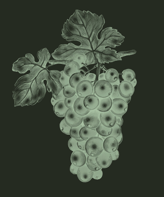 Resveratrol
