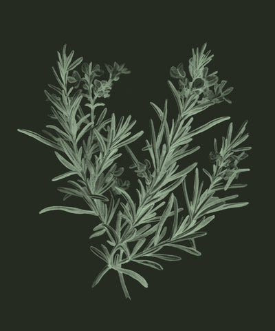 Rosemary