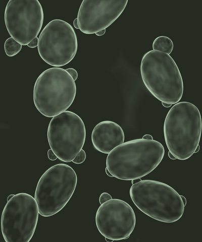 Saccharomyces Boulardii