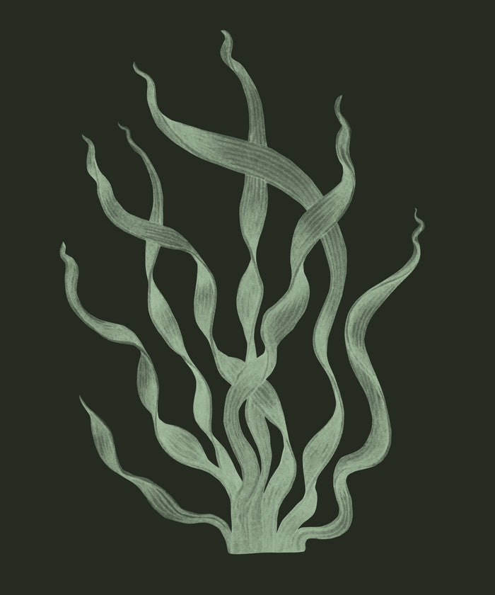 Spirulina