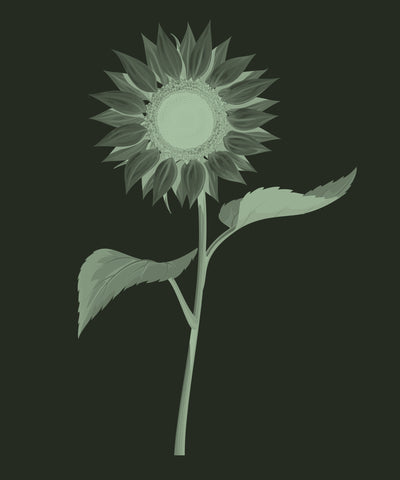 Sunflower Seed