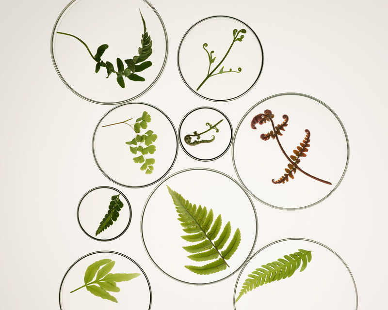 Loulou Homepage SplitScreen Marius