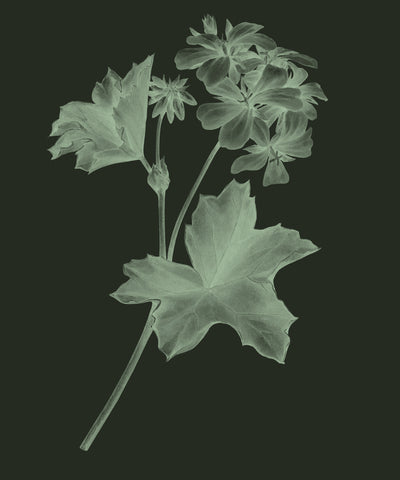 Egyptian Geranium 