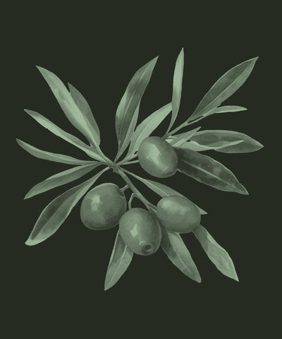 Olive Oil