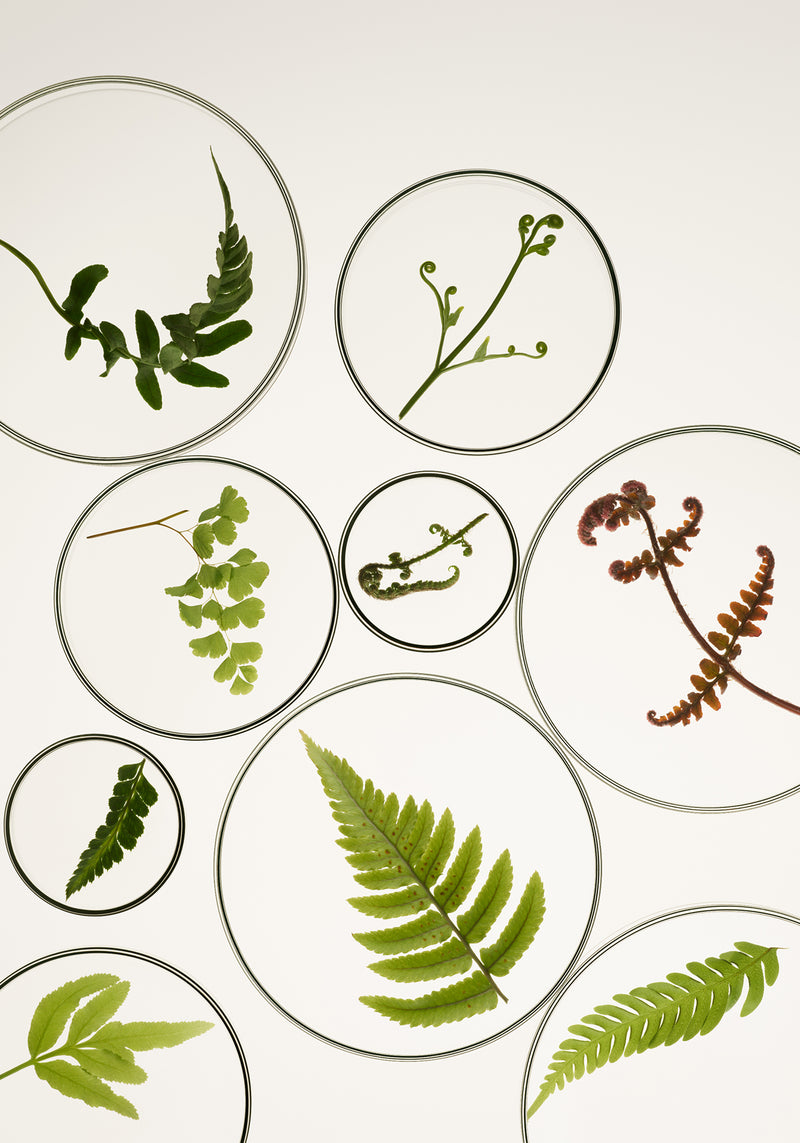 Loulu Lab Slitscreen 02